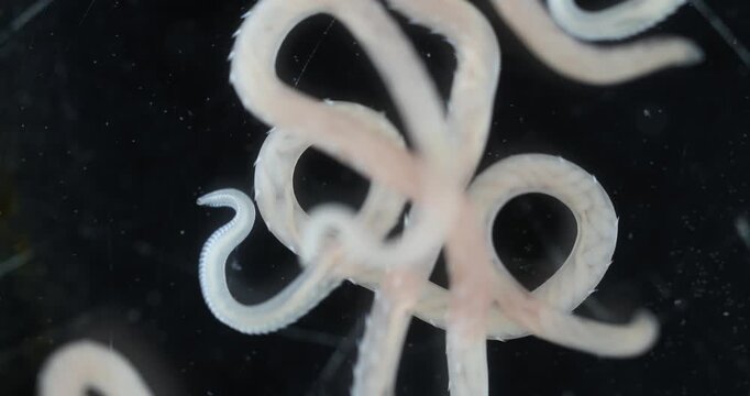 Scientific collection of freshwater trematode parasites, including Clinostomum spp., Postorchigenes sp., and Thapariella sp. These parasitic flatworms have complex life cycles involving multiple hosts