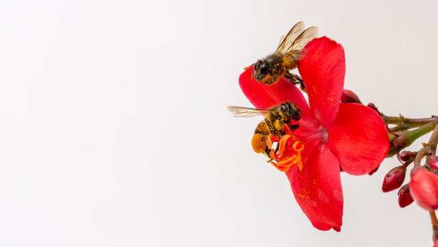 Macro shot of honeybee covered in yellow pollen pollinating red flower isolated on white background