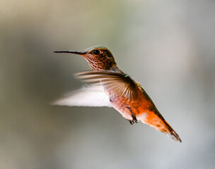 hummingbird in flight © Ridge