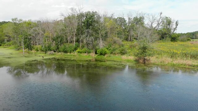 Aerial view of calm pond water reflection and lush woodland forest landscape during summer season.