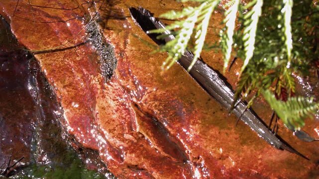 Close Up of Water Flowing Over Red Sandstone and Ferns