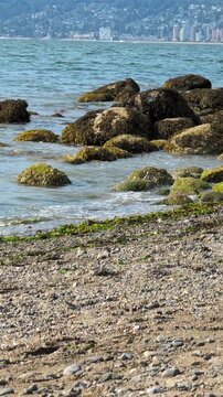 Small waves lap against rocks covered in seaweed and barnacles on a beach in Burrard Inlet; downtown Vancouver is visible in the background on a sunny day.