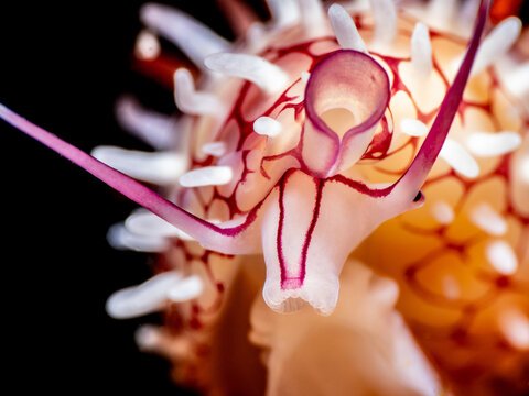Ridged Egg Cowrie (Diminovula Culmen)