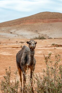 Wild dromedary looking at camera in a vast arid desert landscape