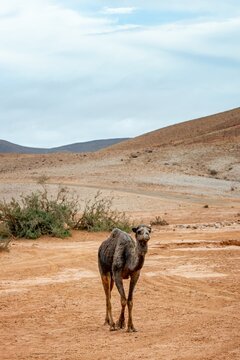 A curious dromedary camel stands in a dry desert landscape