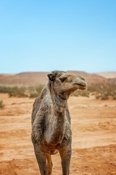 Dromedary camel standing alone in a vast desert landscape