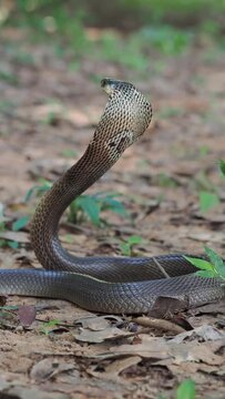 Naja kaouthia or monocled cobra deadly serpent living on a dry leaf in the forestin nature