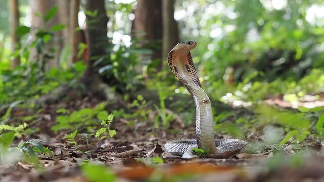 Naja kaouthia or monocled cobra deadly serpent living on a dry leaf in the forestin nature