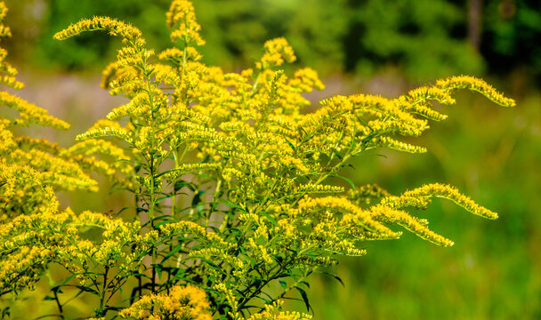Goldenrod yellow flowers on a green natural background
