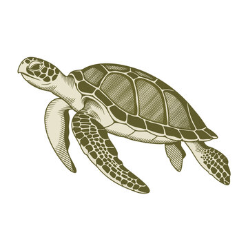 Vintage Engraved Sea Turtle Vector Illustration - Retro Hatching Marine Life Woodcut