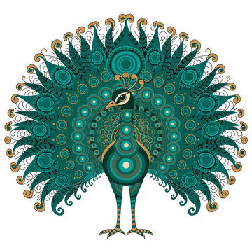 Peacock Vector Illustration