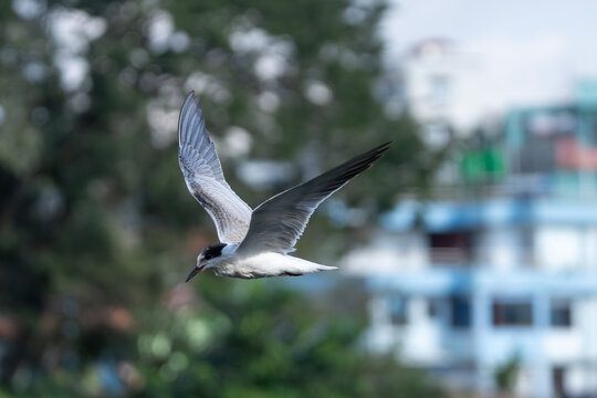 Common Tern soaring through the sky with wings fully extended, captured in graceful mid-flight. Elegant migratory bird displaying its slender body, long pointed wings, and distinctive flight posture.