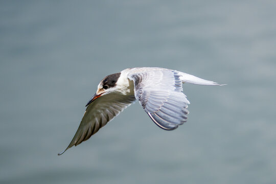 Common Tern soaring through the sky with wings fully extended, captured in graceful mid-flight. Elegant migratory bird displaying its slender body, long pointed wings, and distinctive flight posture.