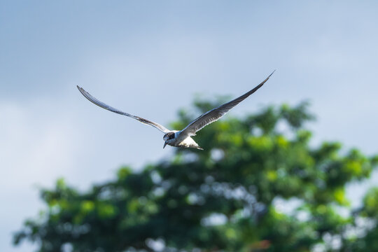 Common Tern soaring through the sky with wings fully extended, captured in graceful mid-flight. Elegant migratory bird displaying its slender body, long pointed wings, and distinctive flight posture.