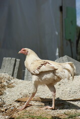 View of young rooster with light plumage in yard of poultry farm © Olga