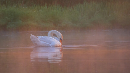 A graceful white swan swims on a misty lake reflecting clearly in the calm water © Александр Арендарь