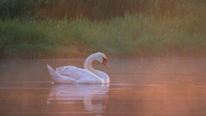 A graceful white swan floats calmly on the peaceful water surface during a misty sunrise, with lush green grass visible in the blurred background © Александр Арендарь