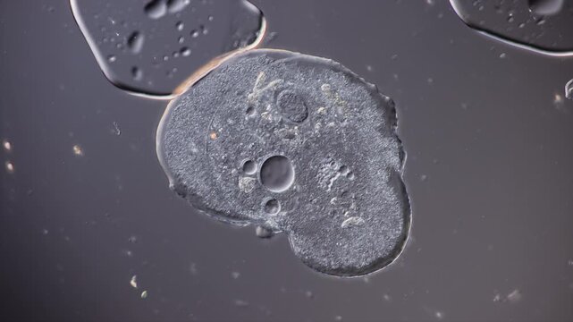 LivingAmoeba close up showing cellular activity and cell organelles at work 