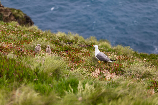 Seagull and his baby in Capelinhos, Terceira island, Azores