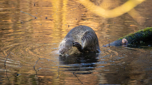 Nutira in the water