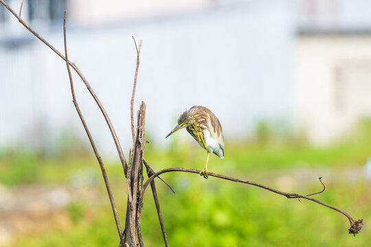 Indian Pond Heron perched quietly on a small branch in its natural habitat, showcasing its distinctive plumage, long pointed bill, and slender legs.