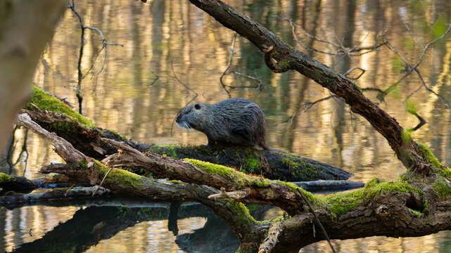 Nutira on wood in the water