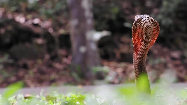 Naja kaouthia or monocled cobra deadly serpent living on a dry leaf in the forestin nature
