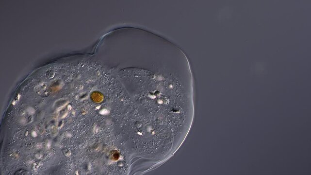 LivingAmoeba close up showing cellular activity and cell organelles at work 