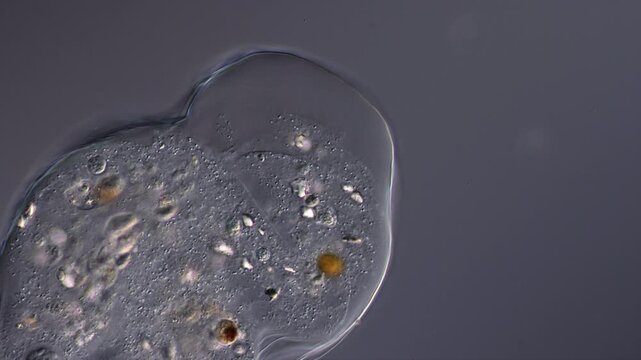 LivingAmoeba close up showing cellular activity and cell organelles at work 