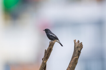Fototapeta premium Pied Bushchat male in a close-up portrait, perched naturally and displaying its distinctive black-and-white plumage, sharp bill, and alert expression.