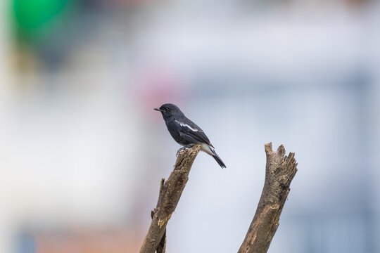 Pied Bushchat male in a close-up portrait, perched naturally and displaying its distinctive black-and-white plumage, sharp bill, and alert expression.