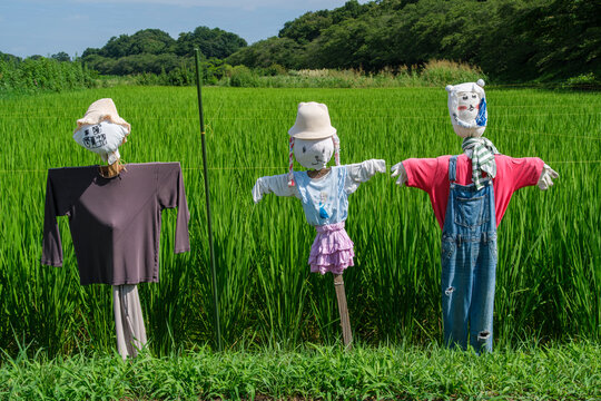 案山子」の写真素材 | 205,563件の無料イラスト画像 | Adobe Stock