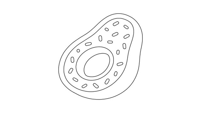 Avocado half with , fresh food, healthy produce, animated icon