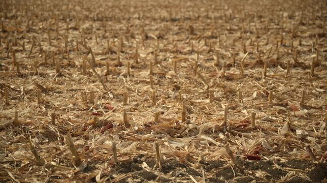 Post-harvest cornfield covered in agricultural stover and stubble. Concept of soil conservation, agricultural residue, bioenergy biomass material, end of harvest season, and arable land care. 4K.
