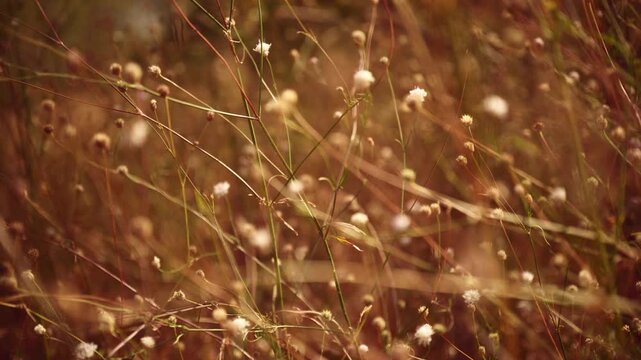 Delicate wild grasses and dried seed heads glowing in warm afternoon sunlight. Abstract countryside vegetation with soft focus, natural textures and atmospheric rural summer landscape. 4K slow motion.