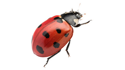 Small cute red ladybug beetle crawling forward isolated on transparent background © Brooks