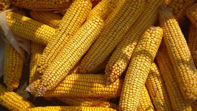 Abundant pile of harvested yellow maize cobs stored after harvest. Concept of agricultural yield, livestock feed, grain supply, organic farming produce, and harvest abundance. 4K.