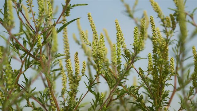 Green ragweed plants growing naturally in summer, with fine branches and foliage reaching toward the sky. Ambrosia, wild vegetation, weed growth and agricultural landscape concept. 4K.