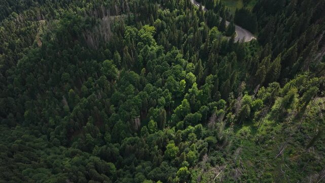 Top View of a Road Bend Beneath Forest Canopy