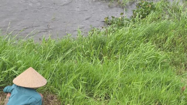 High angle view of Vietnamese farmer in conical hat cutting grass by riverbank in strong wind and windy weather