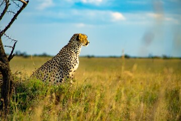 cheetah in the savannah © Daj