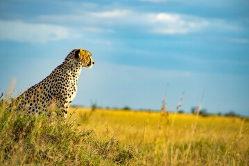 Cheetah Sitting In Golden African Savanna © Daj
