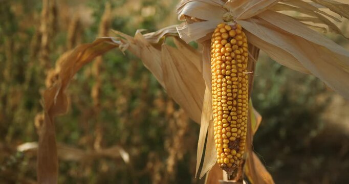 Single ripe ear of corn with husk leaves peeled back, attached to a stalk in a sunny agricultural field. 4K.