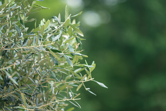 Branches of an olive tree grow in a quiet garden setting under soft natural morning sunlight