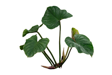 Green leaves plant isolated, Philodendron mamei silver cloud © raviwan