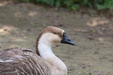 Porträt einer Höckergans, Anser cygnoides, Schwanengans © evbrbe