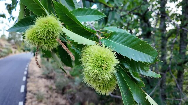 Sweet chestnut tree branch with green hedgehogs moving in the wind with a country road behind