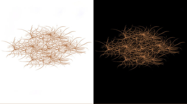 Abstract organic root system illustration, tangled brown vine network on white and black background, natural fiber texture graphic