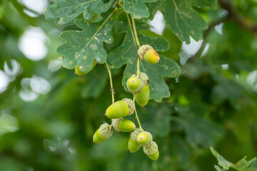 A cluster of green acorns hangs from an oak branch surrounded by large lobed green leaves in soft natural light. © Jakob
