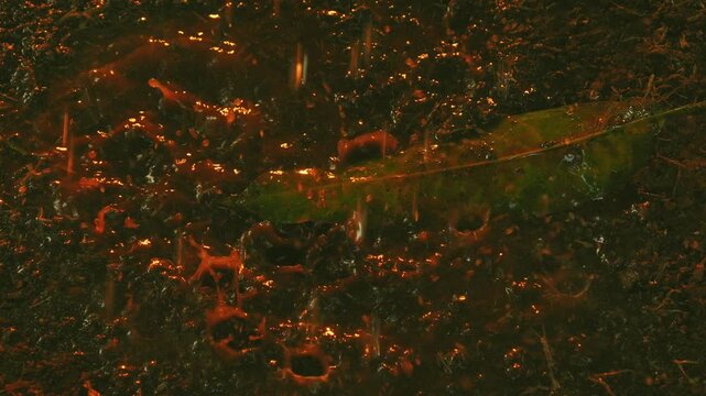 Rain Drops Falling into Mud Puddle with Fallen Leaves Close Up
